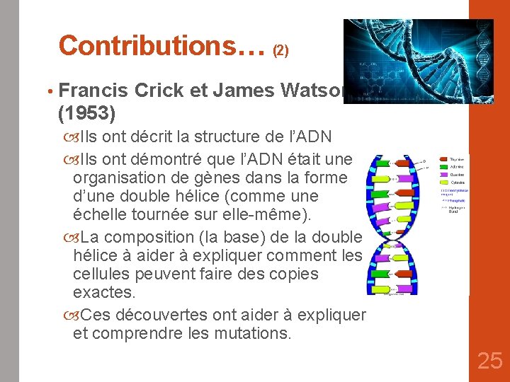 Contributions… (2) • Francis Crick et James Watson (1953) Ils ont décrit la structure