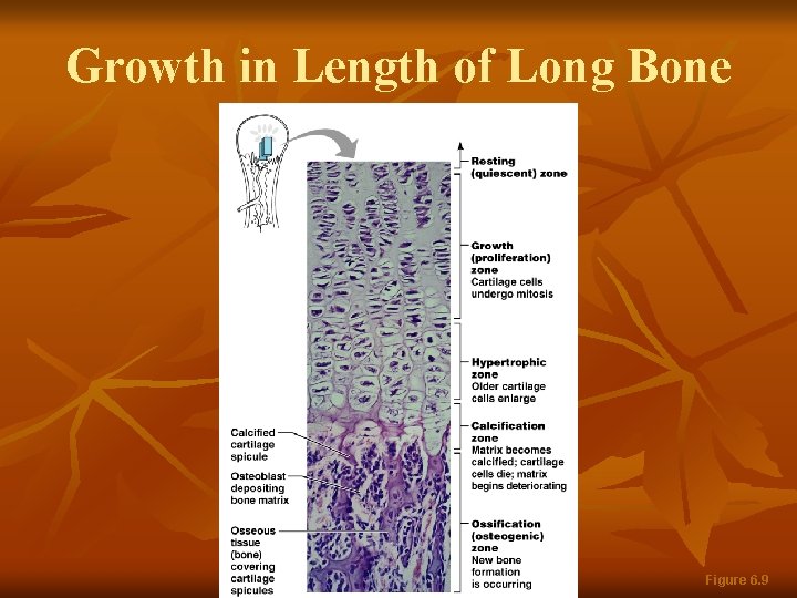Growth in Length of Long Bone Figure 6. 9 