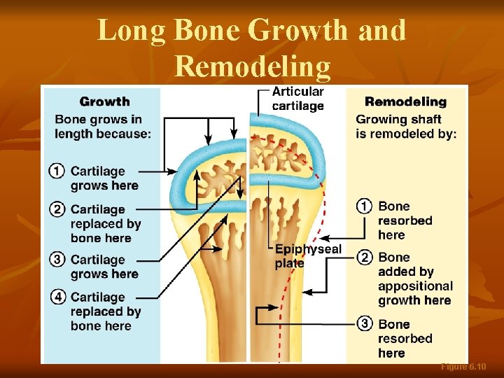 Long Bone Growth and Remodeling Figure 6. 10 