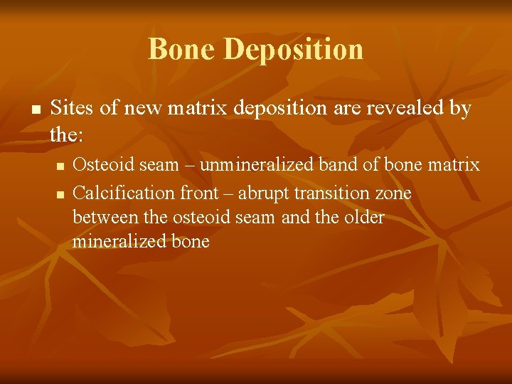 Bone Deposition n Sites of new matrix deposition are revealed by the: n n