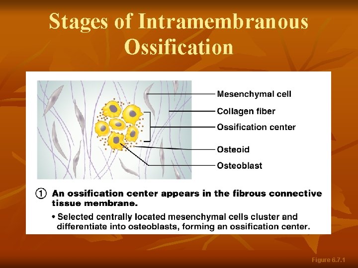 Stages of Intramembranous Ossification Figure 6. 7. 1 