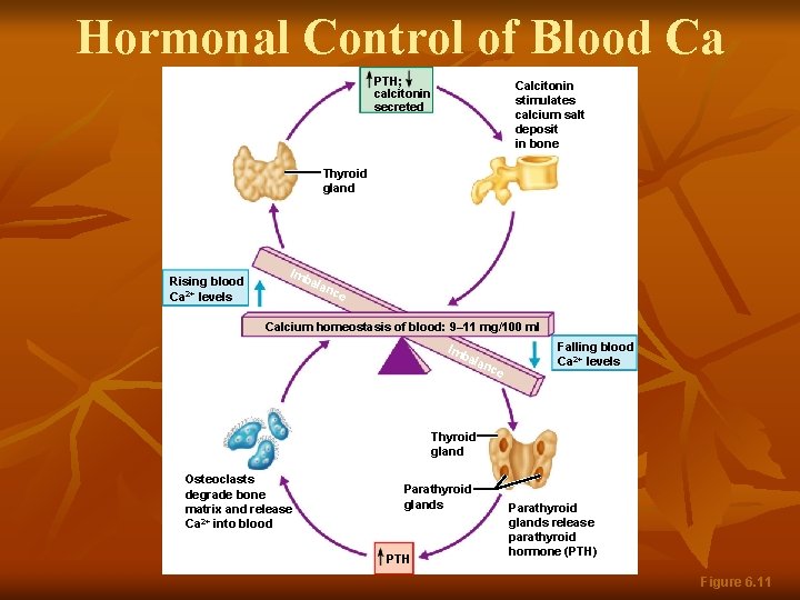 Hormonal Control of Blood Ca PTH; calcitonin secreted Calcitonin stimulates calcium salt deposit in