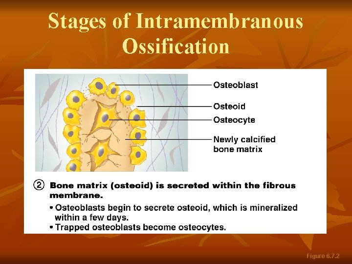 Stages of Intramembranous Ossification Figure 6. 7. 2 