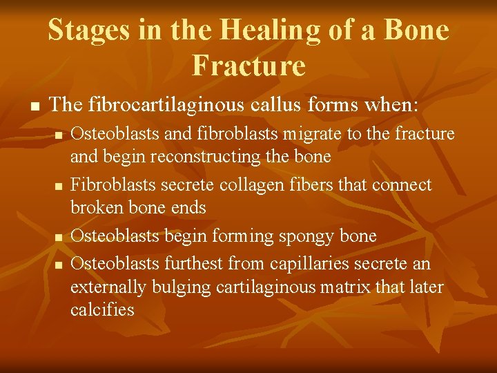 Stages in the Healing of a Bone Fracture n The fibrocartilaginous callus forms when: