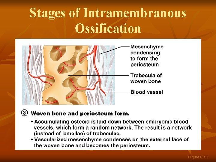 Stages of Intramembranous Ossification Figure 6. 7. 3 