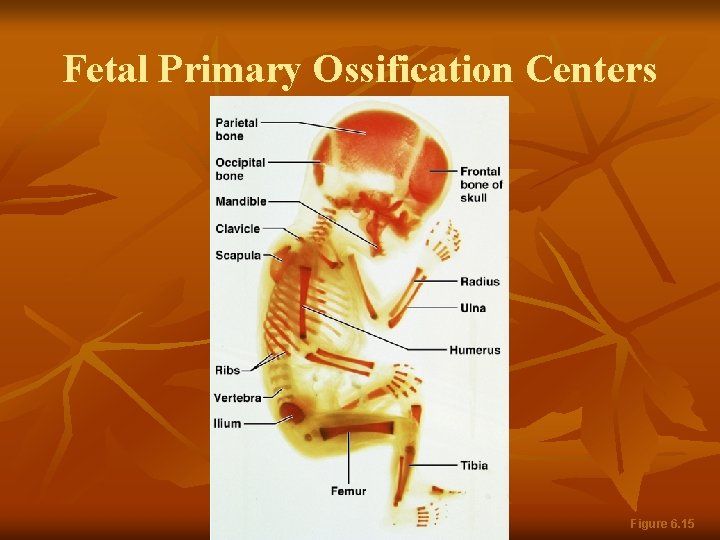 Fetal Primary Ossification Centers Figure 6. 15 