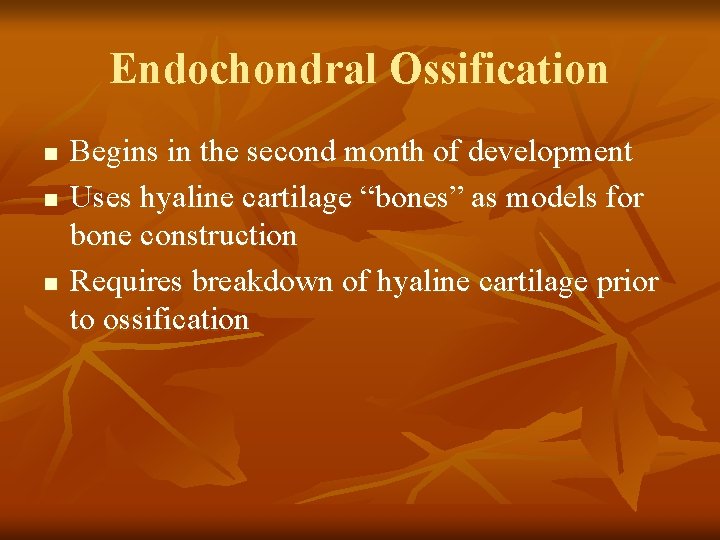 Endochondral Ossification n Begins in the second month of development Uses hyaline cartilage “bones”