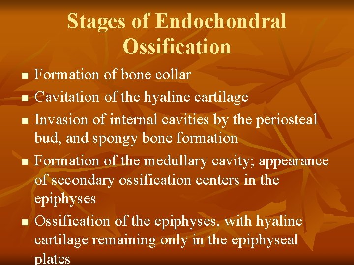 Stages of Endochondral Ossification n n Formation of bone collar Cavitation of the hyaline