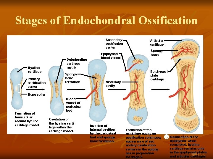 Stages of Endochondral Ossification Secondary ossificaton center Deteriorating cartilage matrix Hyaline cartilage Primary ossification