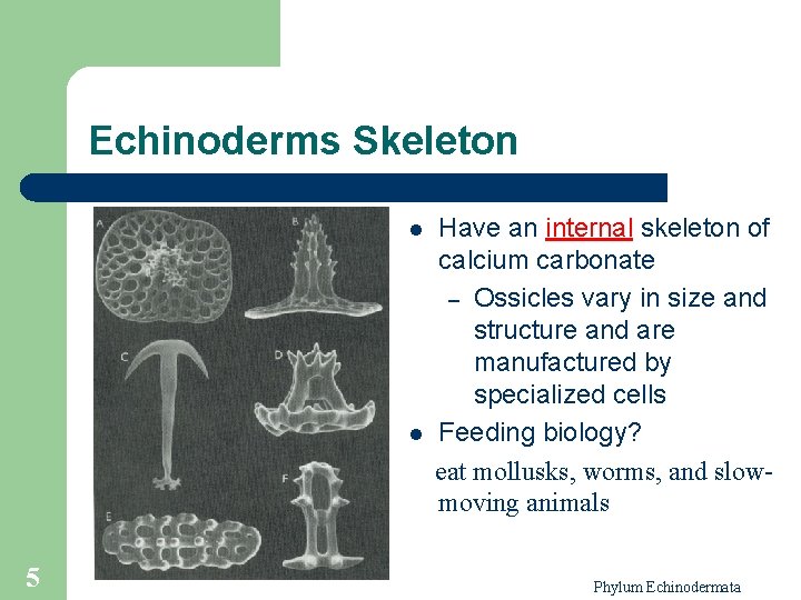 Phylum Echinodermata Nada H Lubbad 1 Phylum Echinodermata