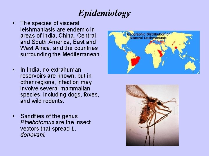 Epidemiology • The species of visceral leishmaniasis are endemic in areas of India, China,