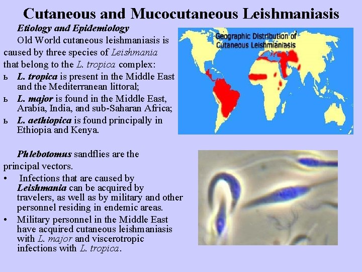 Cutaneous and Mucocutaneous Leishmaniasis Etiology and Epidemiology Old World cutaneous leishmaniasis is caused by