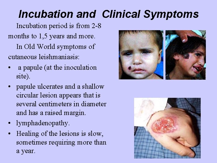 Incubation and Clinical Symptoms Incubation period is from 2 -8 months to 1, 5