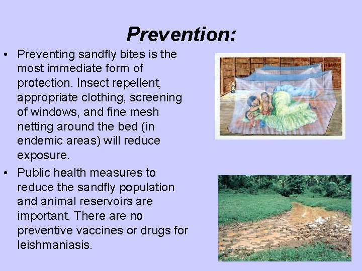 Prevention: • Preventing sandfly bites is the most immediate form of protection. Insect repellent,