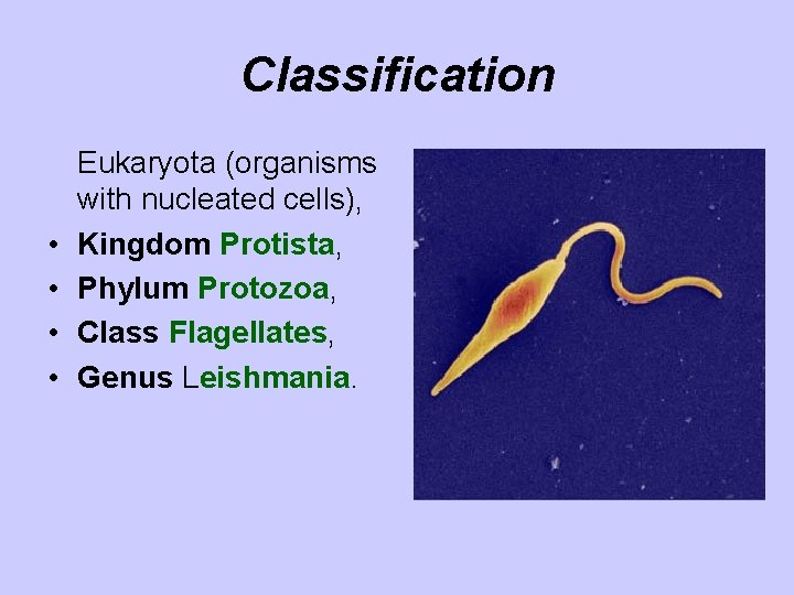 Classification • • Eukaryota (organisms with nucleated cells), Kingdom Protista, Phylum Protozoa, Class Flagellates,