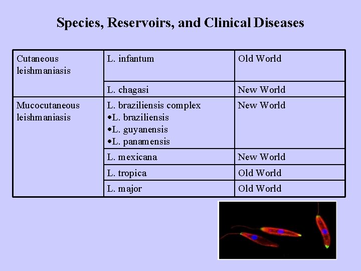 Species, Reservoirs, and Clinical Diseases Cutaneous leishmaniasis Mucocutaneous leishmaniasis L. infantum Old World L.