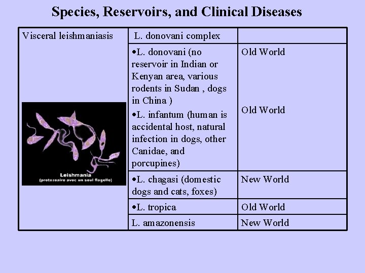 Species, Reservoirs, and Clinical Diseases Visceral leishmaniasis L. donovani complex L. donovani (no reservoir