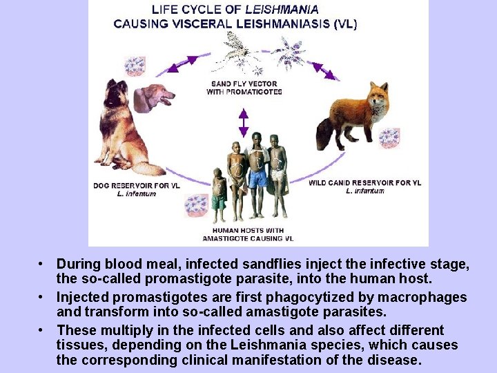  • During blood meal, infected sandflies inject the infective stage, the so-called promastigote