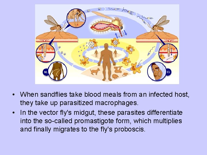  • When sandflies take blood meals from an infected host, they take up