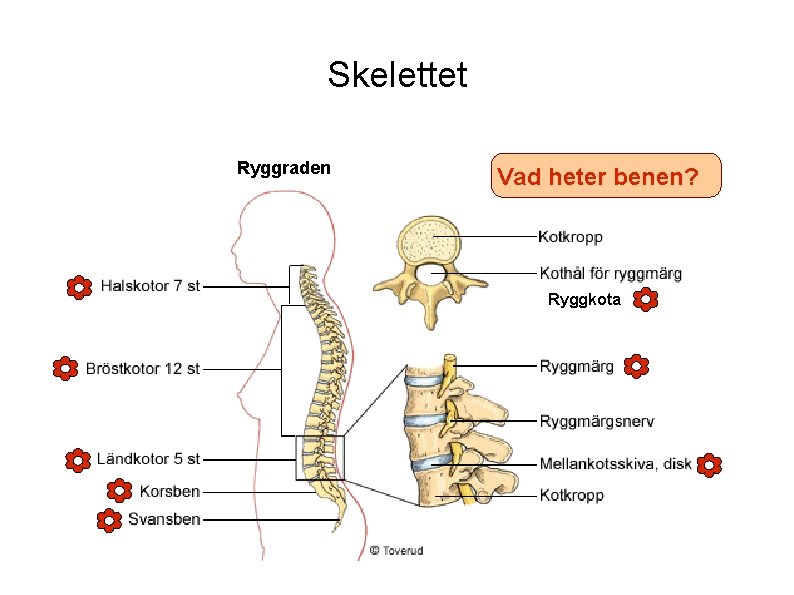 Skelettet Ryggraden Vad heter benen? Ryggkota 