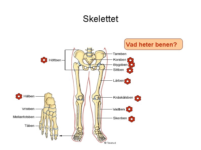 Skelettet Vad heter benen? 