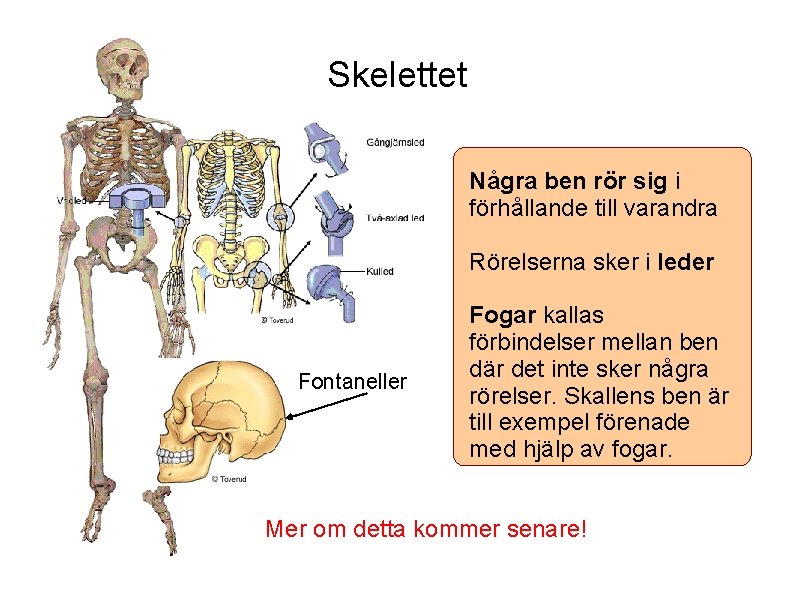 Skelettet Några ben rör sig i förhållande till varandra Rörelserna sker i leder Fontaneller