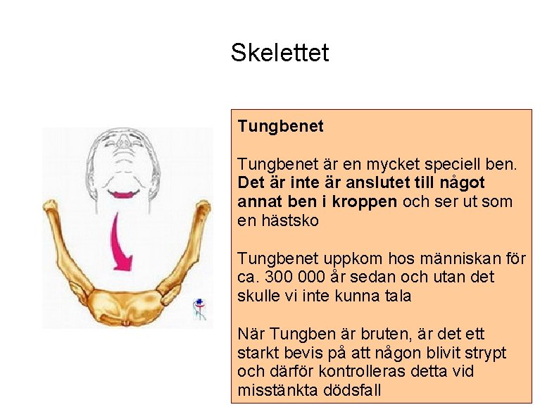 Skelettet Tungbenet är en mycket speciell ben. Det är inte är anslutet till något