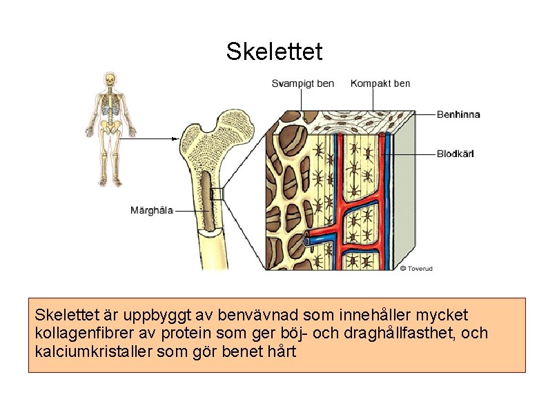 Skelettet är uppbyggt av benvävnad som innehåller mycket kollagenfibrer av protein som ger böj-