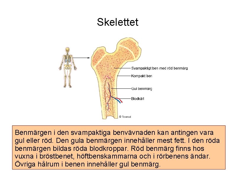 Skelettet Benmärgen i den svampaktiga benvävnaden kan antingen vara gul eller röd. Den gula