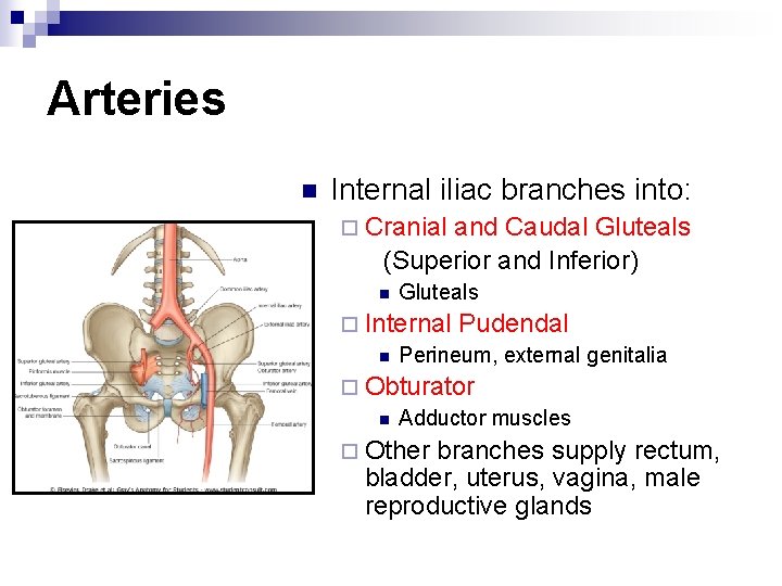 Arteries n Internal iliac branches into: ¨ Cranial and Caudal Gluteals (Superior and Inferior)