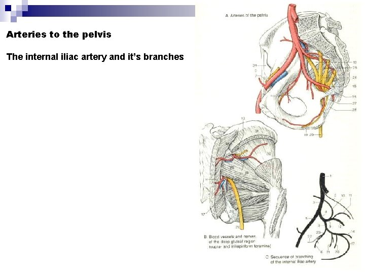 Arteries to the pelvis The internal iliac artery and it’s branches 