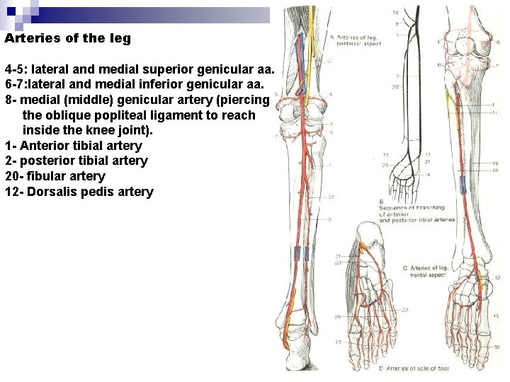 Arteries of the leg 4 -5: lateral and medial superior genicular aa. 6 -7: