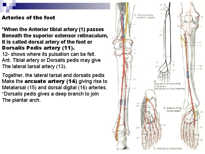 Arteries of the foot *When the Anterior tibial artery (1) passes Beneath the superior