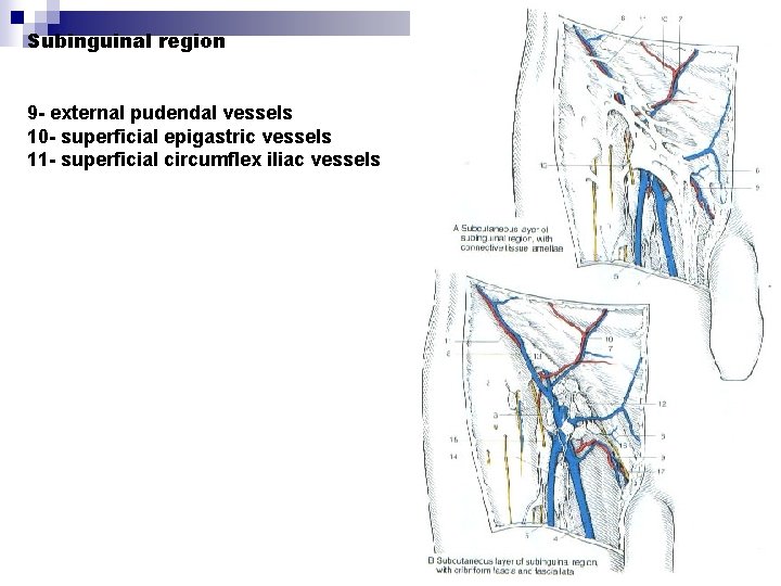 Subinguinal region 9 - external pudendal vessels 10 - superficial epigastric vessels 11 -