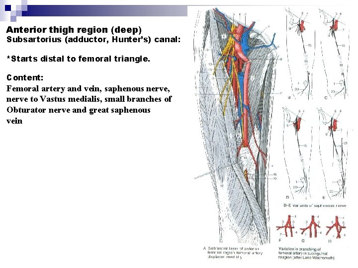 Anterior thigh region (deep) Subsartorius (adductor, Hunter’s) canal: *Starts distal to femoral triangle. Content: