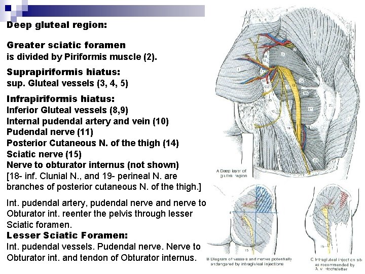 Deep gluteal region: Greater sciatic foramen is divided by Piriformis muscle (2). Suprapiriformis hiatus: