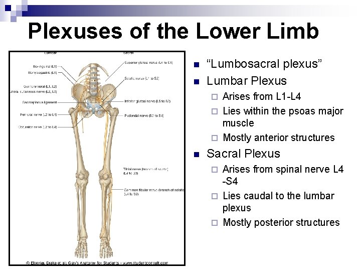 Plexuses of the Lower Limb n n “Lumbosacral plexus” Lumbar Plexus Arises from L