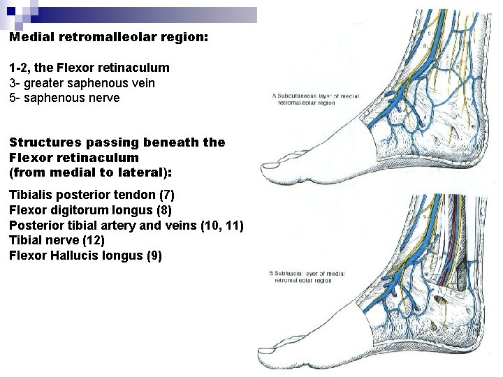 Medial retromalleolar region: 1 -2, the Flexor retinaculum 3 - greater saphenous vein 5