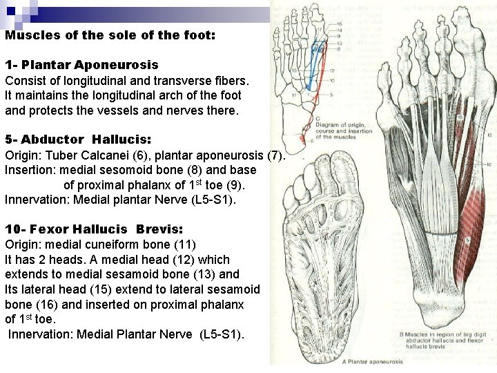Muscles of the sole of the foot: 1 - Plantar Aponeurosis Consist of longitudinal
