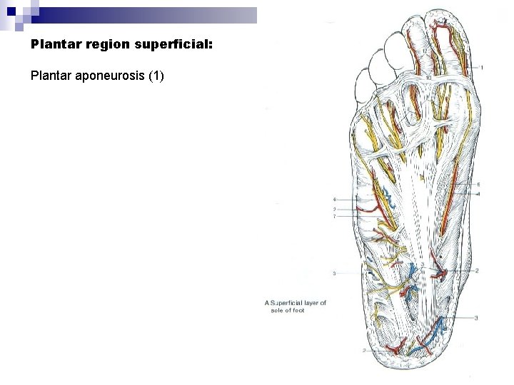 Plantar region superficial: Plantar aponeurosis (1) 