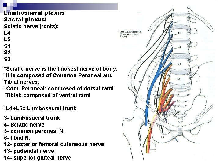 Lumbosacral plexus Sacral plexus: Sciatic nerve (roots): L 4 L 5 S 1 S