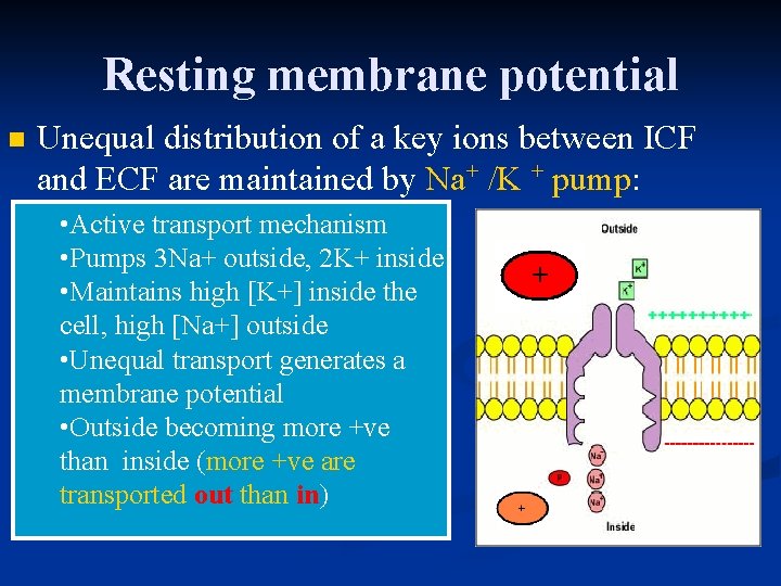 Resting membrane potential n Unequal distribution of a key ions between ICF and ECF