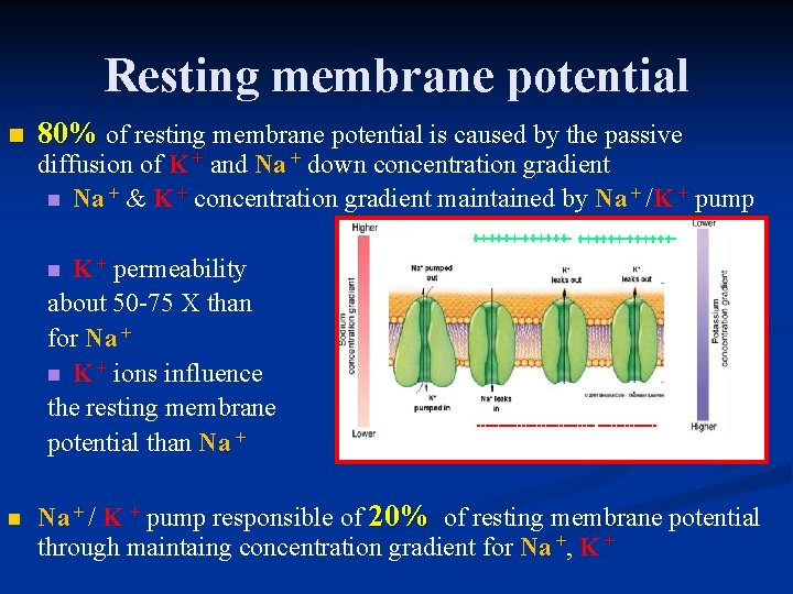 Resting membrane potential n 80% of resting membrane potential is caused by the passive