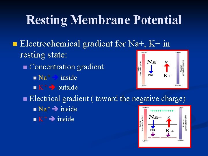 Resting Membrane Potential n Electrochemical gradient for Na+, K+ in resting state: n Concentration