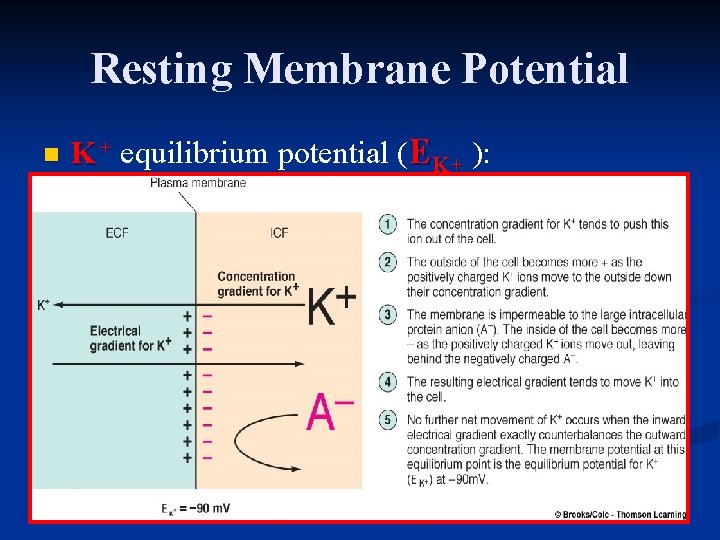 Resting Membrane Potential n K + equilibrium potential (EK+ ): 