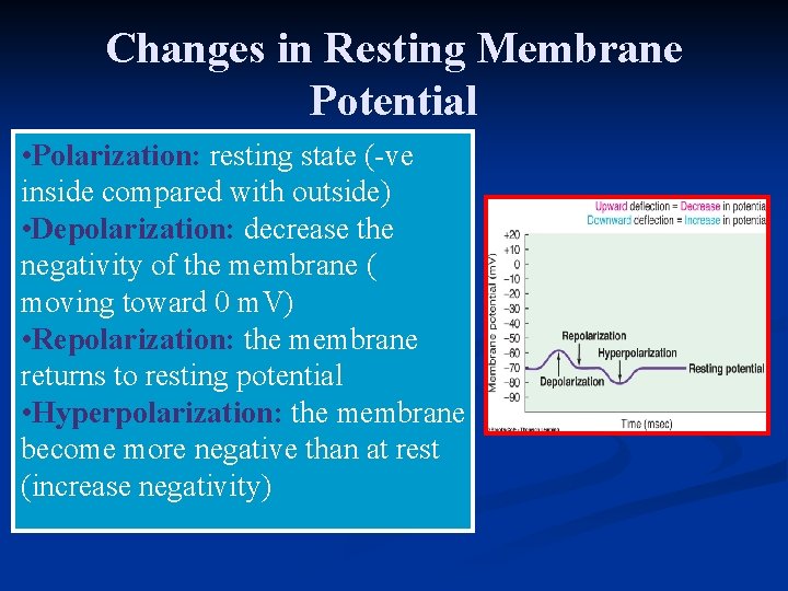 Changes in Resting Membrane Potential • Polarization: resting state (-ve inside compared with outside)