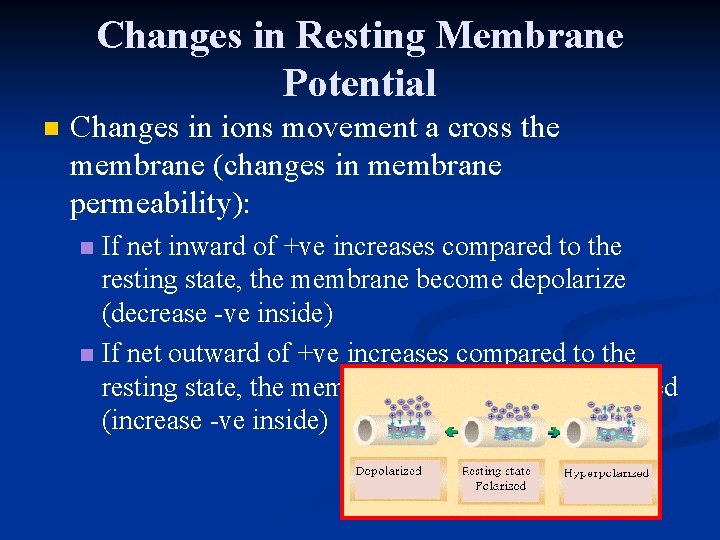 Changes in Resting Membrane Potential n Changes in ions movement a cross the membrane