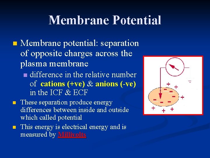Membrane Potential n Membrane potential: separation of opposite charges across the plasma membrane n