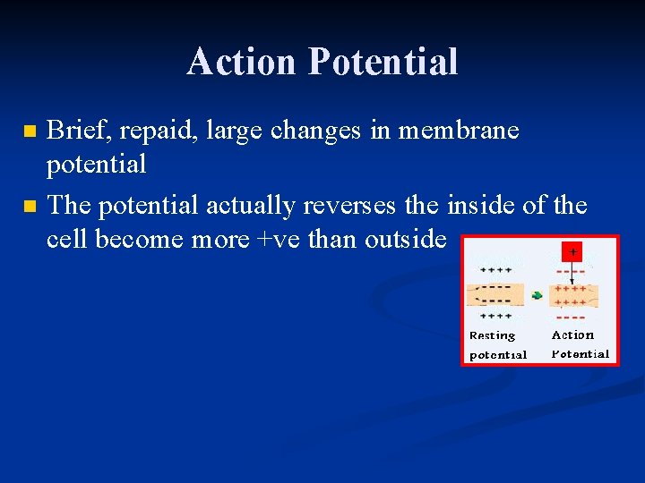 Action Potential n n Brief, repaid, large changes in membrane potential The potential actually