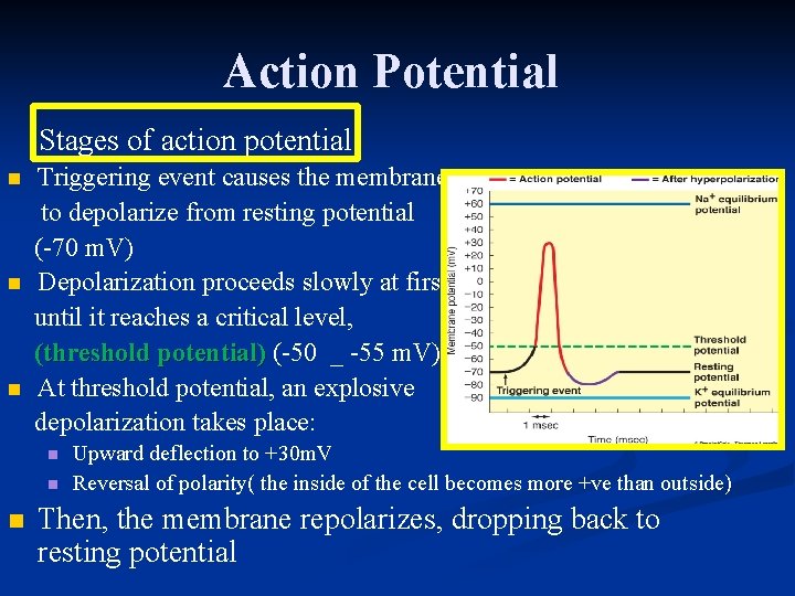 Action Potential Stages of action potential n n n Triggering event causes the membrane